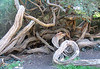 SmugMug > keywords > curled > Twisted and curled tree in Golden Gate Park, SF
